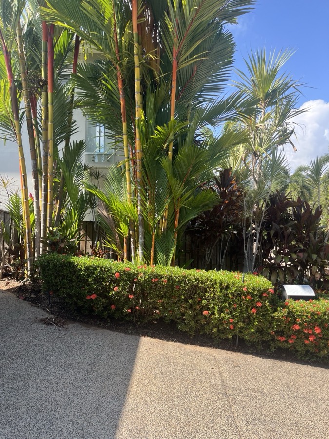 Hedge shaping & driveway beds
